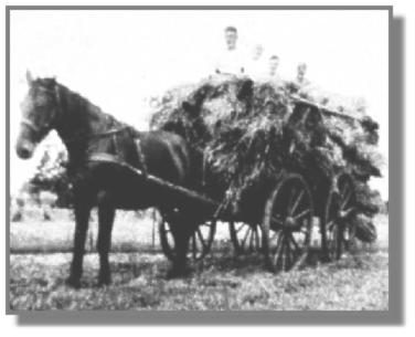 Das Pferd "Fritz" mußte nicht nur den schweren Leiterwagen mit den vielen Roggengarben ziehen, sondern auch noch die drei Ferienkinder, die 1936 bei Meyers wohnten.