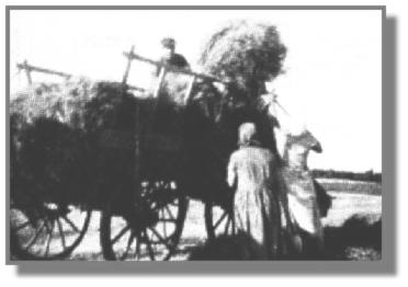 Hanni und ihre Mutter Auguste "stecken auf", während Vater Meinhard Meyer die Garben so auf den Leiterwagen packt, daß möglichst viele draufgehen.