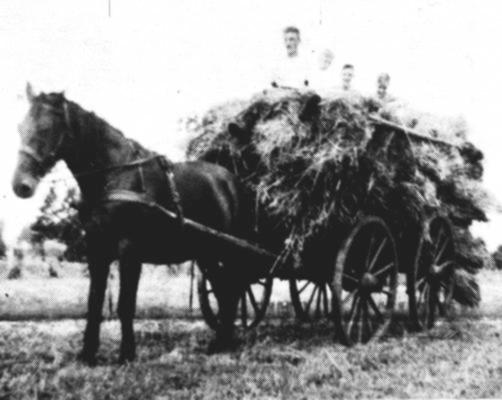 Das Pferd "Fritz" mute nicht nur den schweren Leiterwagen mit den vielen Roggengarben ziehen, sondern auch noch die drei Ferienkinder, die 1936 bei Meyers wohnten.