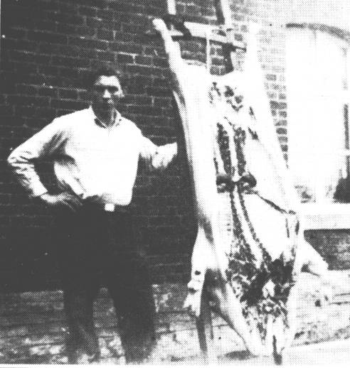 Hier stellt sich Hermann Tinnemeyer aus Ostrhauderfehn stolz neben das frischgeschlachtete Schwein. Akkurat hngt das Tier an der Leiter. (1937)