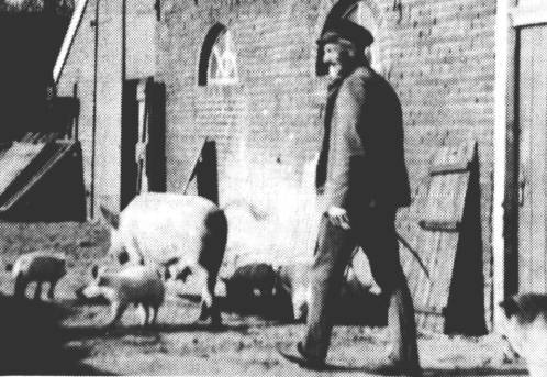 Auf einem Bauernhof war der Schweinetransport wesentlich einfacher: Hier liefen die Borstenviecher selbst. Meinhard Meyer treibt die Sau mit ihren Ferkeln auf die Weide.