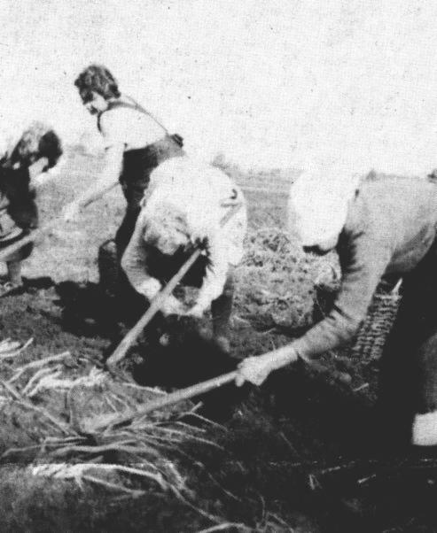 Tief gebckt suchen 1939 diese Frauen in Collinghorst nach den Erdpfeln. Rechts Sarah trecht, Frau Lange(?) und Wilhelmine trecht sowie eine Maid.