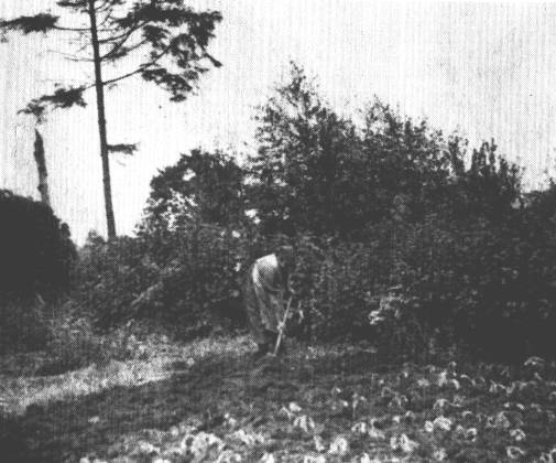 Hier grbt Auguste Meyer Brachland um, damit die Kohlpflanzen frh genug gepflanzt werden knnen. Im Hintergrund ein Baumrest; hier war einst ein Blitz eingeschlagen.