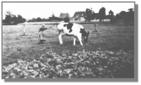 Trotz ihrer 80 Jahre läßt es sich Engelina Kramer nicht nehmen, selbst die Kuh zum Haus in Rhaudermoor zu treiben.