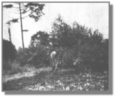 Hier gräbt Auguste Meyer Brachland um, damit die Kohlpflanzen früh genug gepflanzt werden können. Im Hintergrund ein Baumrest; hier war einst ein Blitz eingeschlagen.